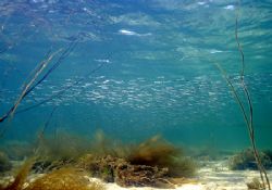 Memories of sunnier days - sand eels in Streamstown Bay, ... by Mark Thomas 